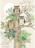 PŘÁNÍ OWL OAK D152