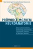 PRŮVODCE MOZKEM, NEUROANATOMIE