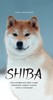 SHIBA - VŠE CO POTŘEBUJETE VĚDĚT O SHIBĚ