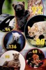 PREDÁTOŘI - ZÍSKEJTE PŘEHLED O NOVÝCH ZOOLOGICKÝCH OBJEVECH